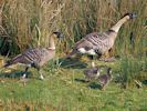 Hawaiian Goose (WWT Slimbridge March 2012) - pic by Nigel Key